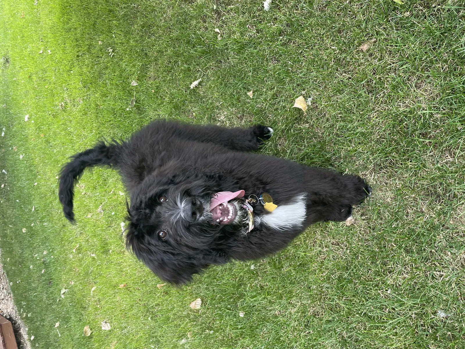 Lost dog in Castle Rock, CO, 80109