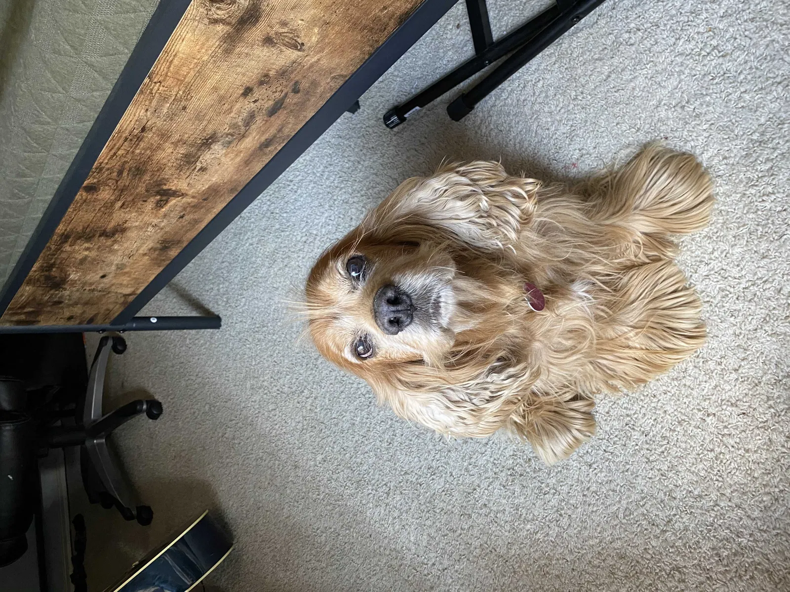 Lost dog in Pflugerville, TX, 78660