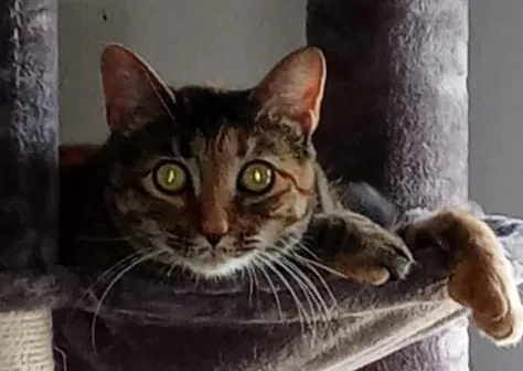 Lost cat in Muskegon, MI, 49444