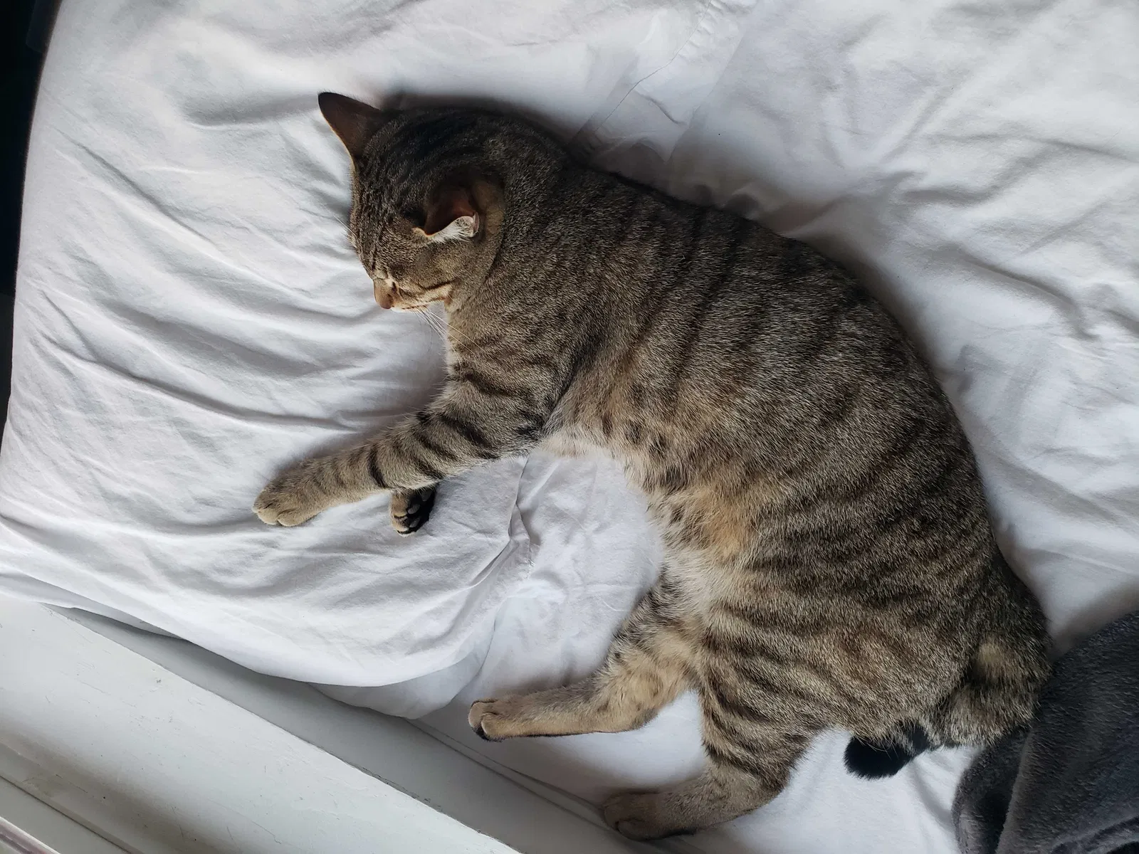 Lost cat in Portland, OR, 97230
