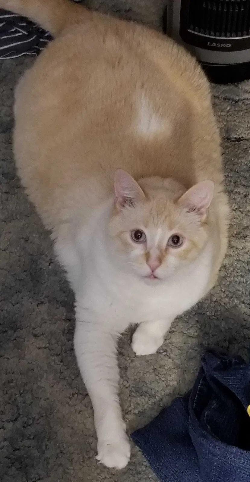 Lost cat in Markleville, IN, 46056