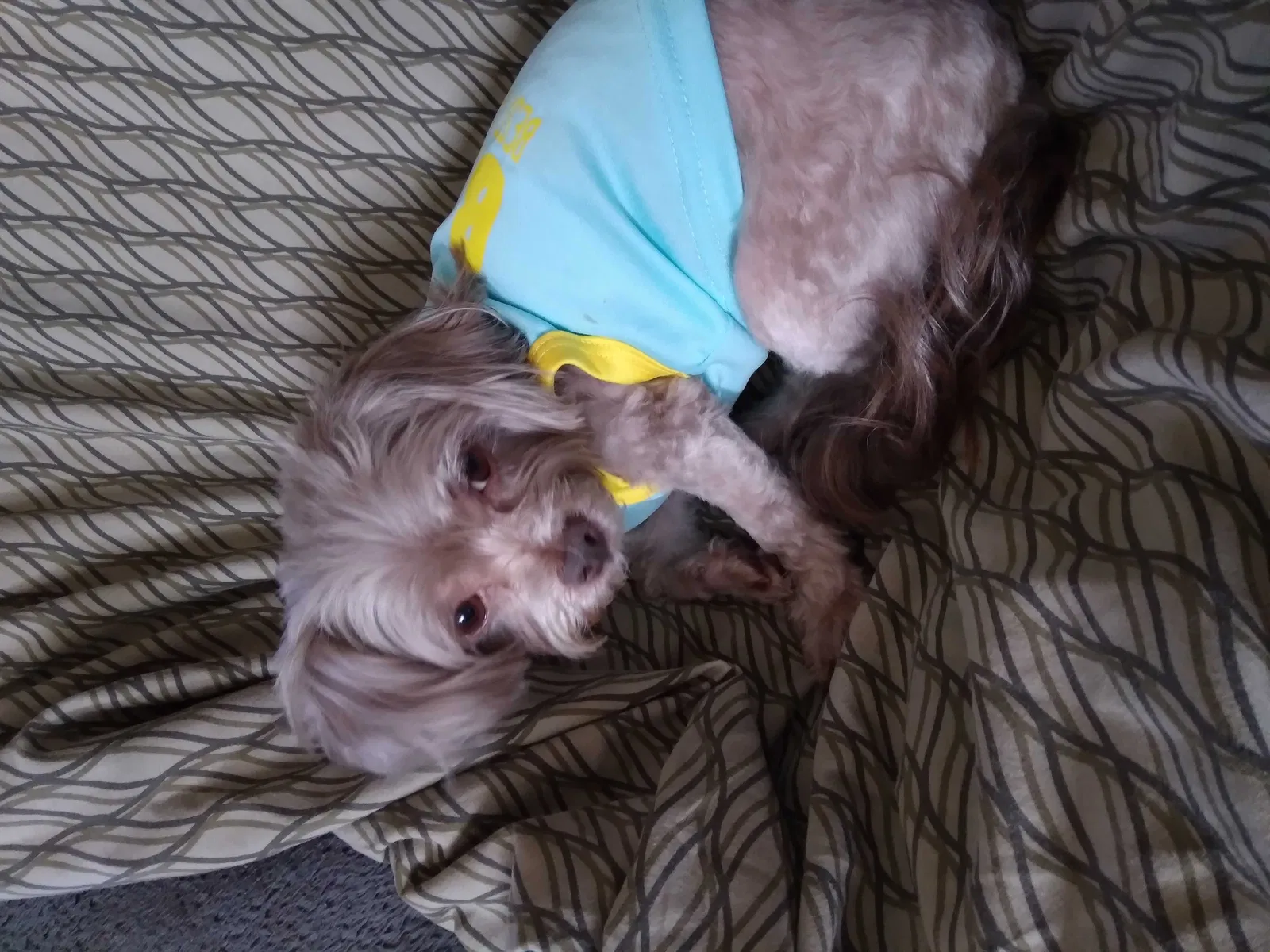 Lost dog in North Hollywood, CA, 91605