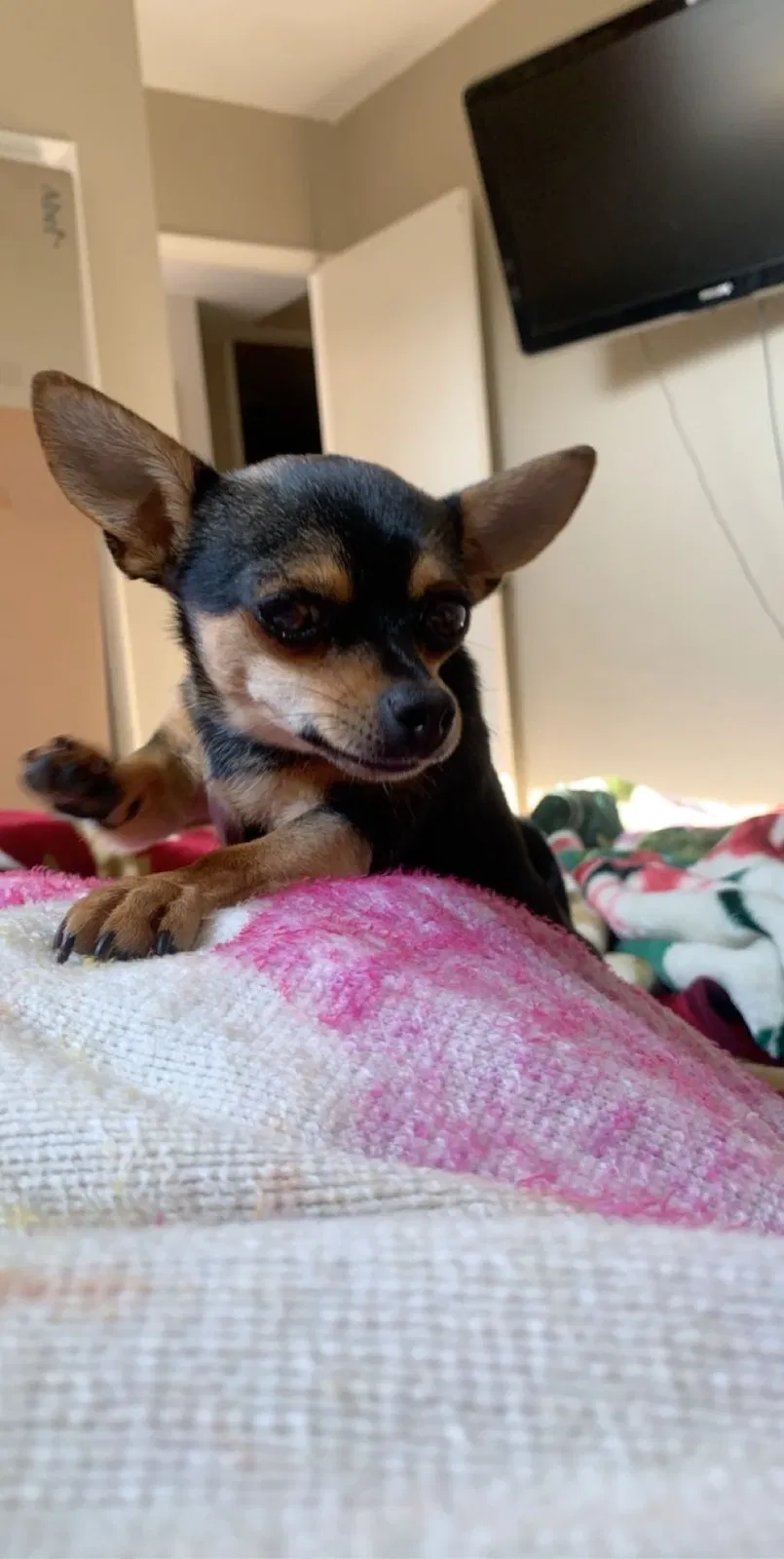 Lost dog in Visalia, CA, 93291