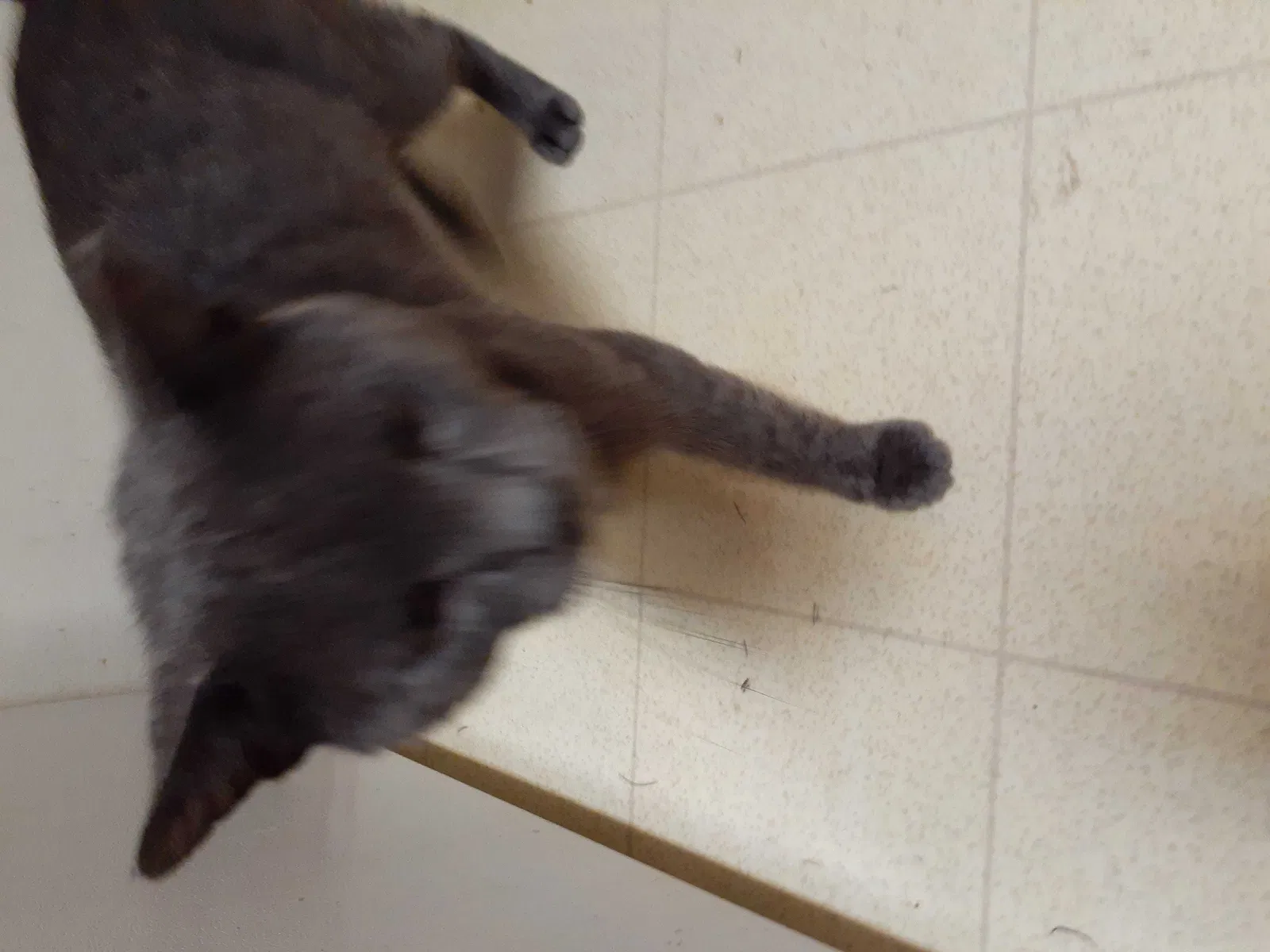 Lost cat in Peoria, IL, 61604