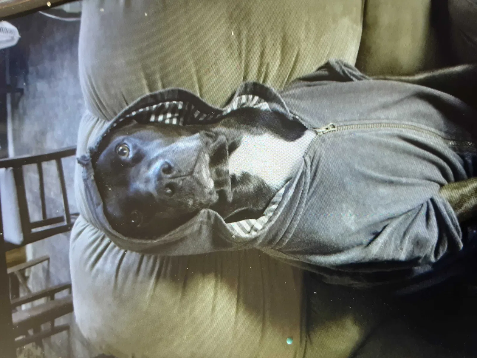 Lost dog in Oro Grande, CA, 92368