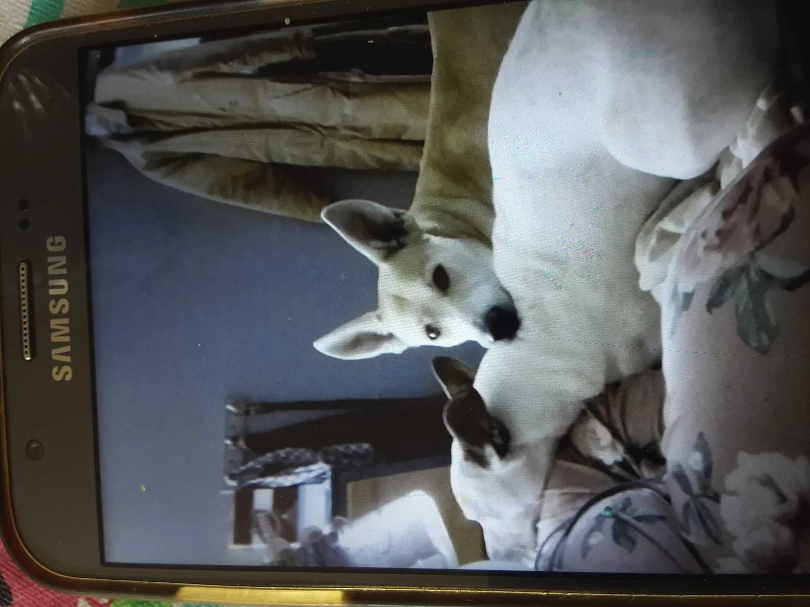 Lost dog in Oro Grande, CA, 92368
