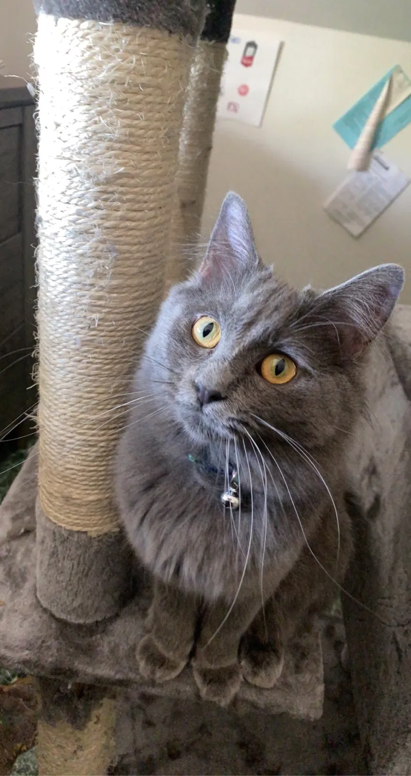 Lost cat in Aurora, IL, 60505