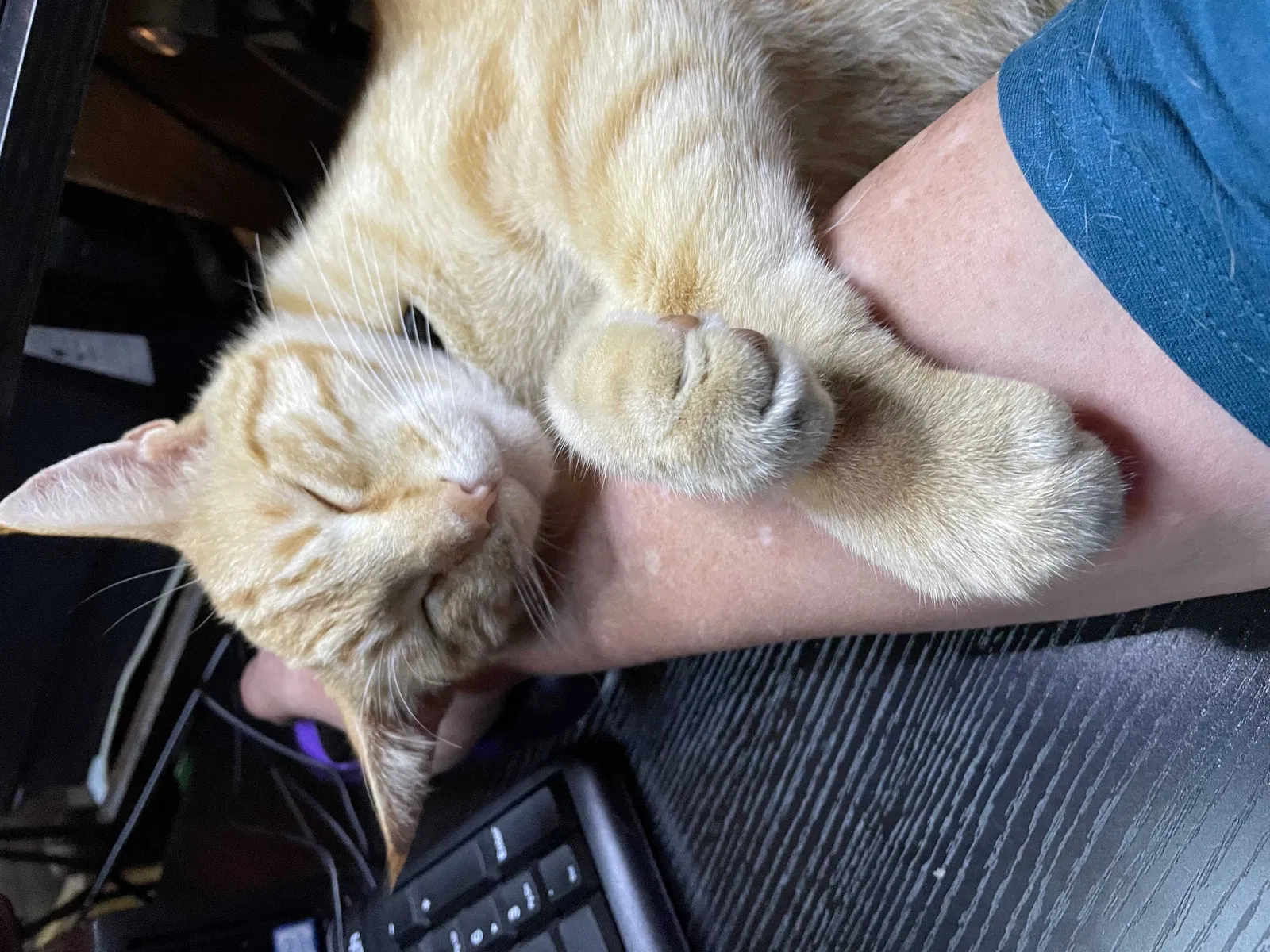 Lost cat in Aptos, CA, 95003