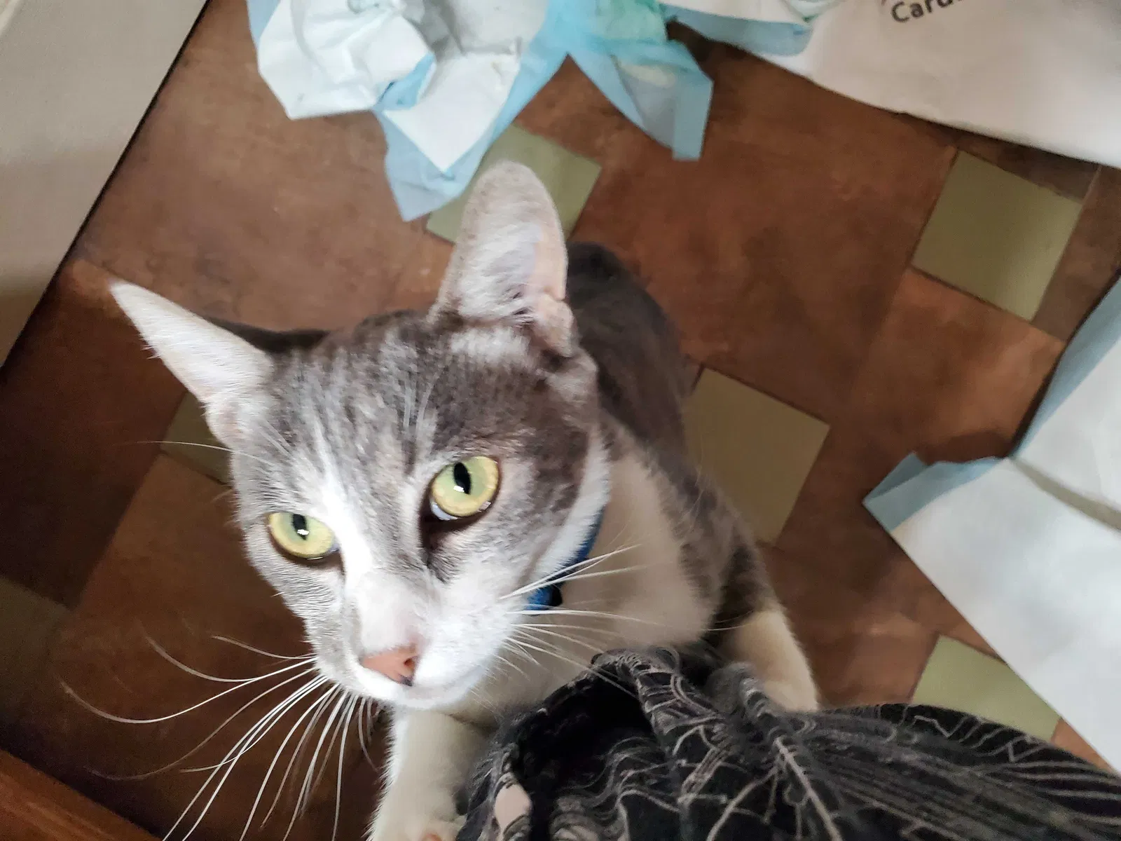 Found cat in Visalia, CA, 93277