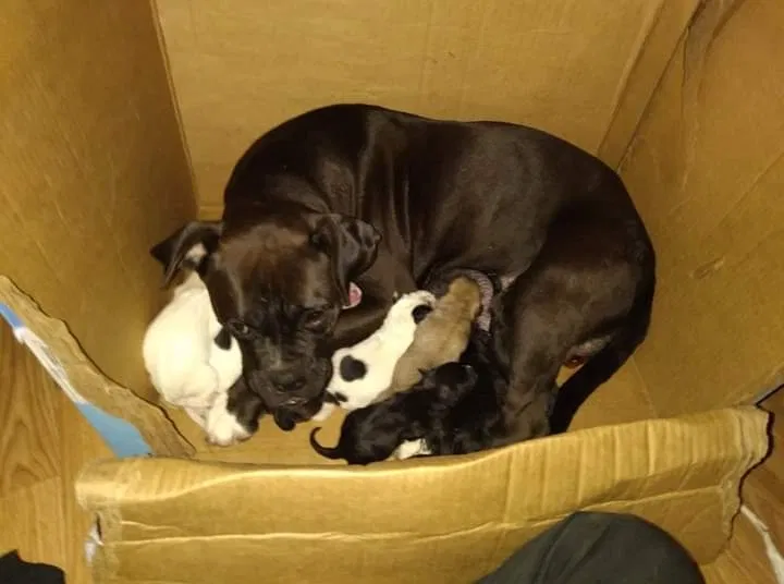 Lost dog in El Dorado, KS, 67042