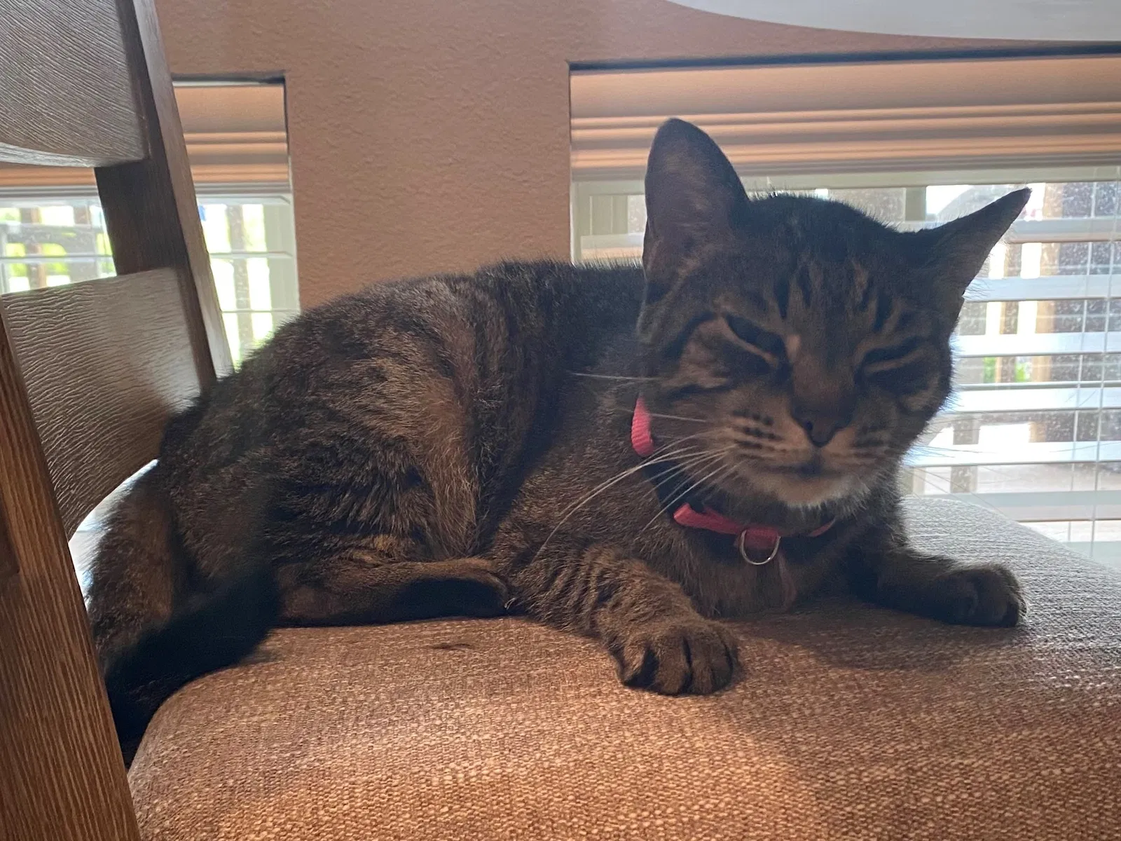 Lost cat in Mckinney, TX, 75070