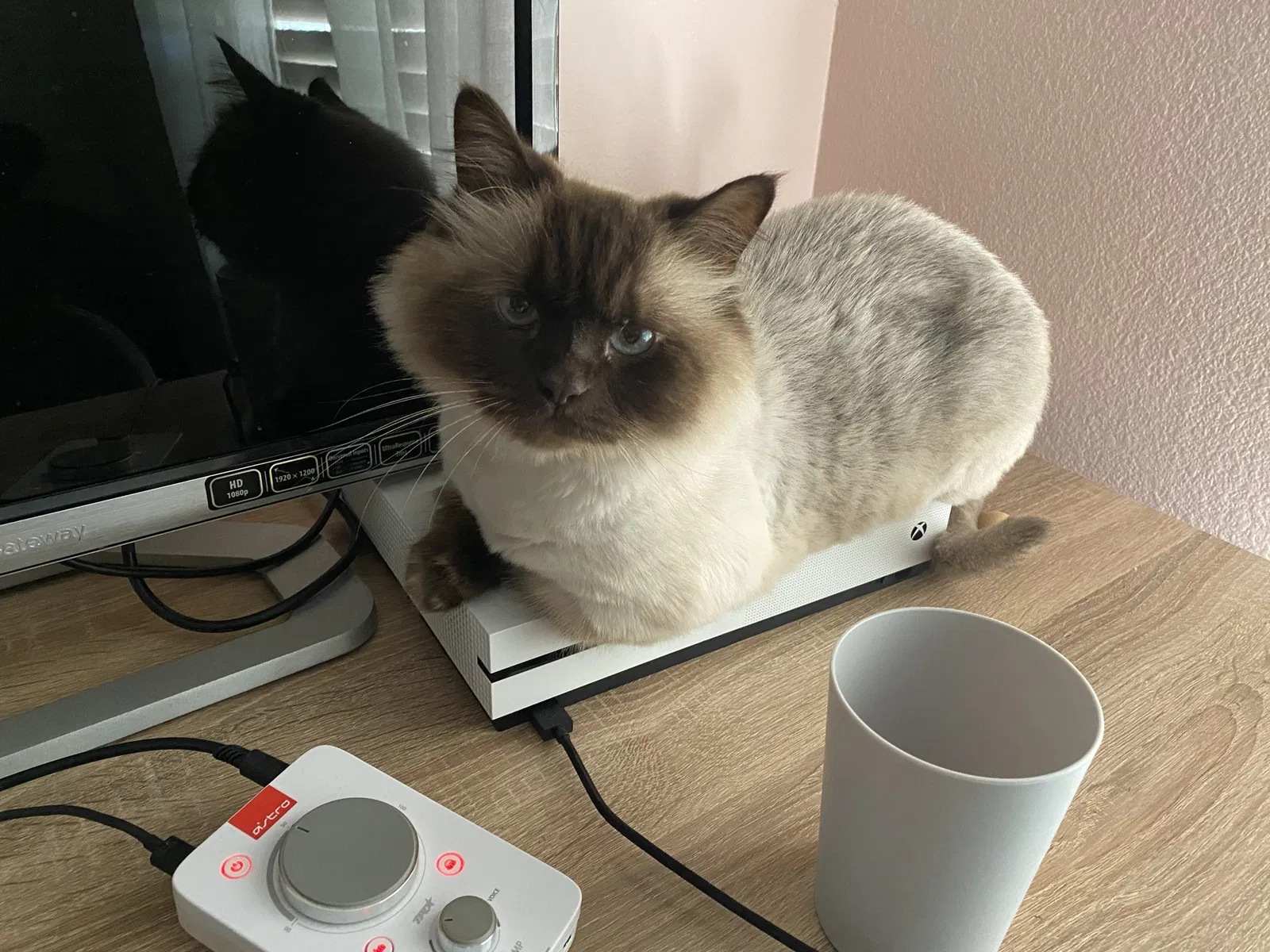 Lost cat in Temecula, CA, 92592