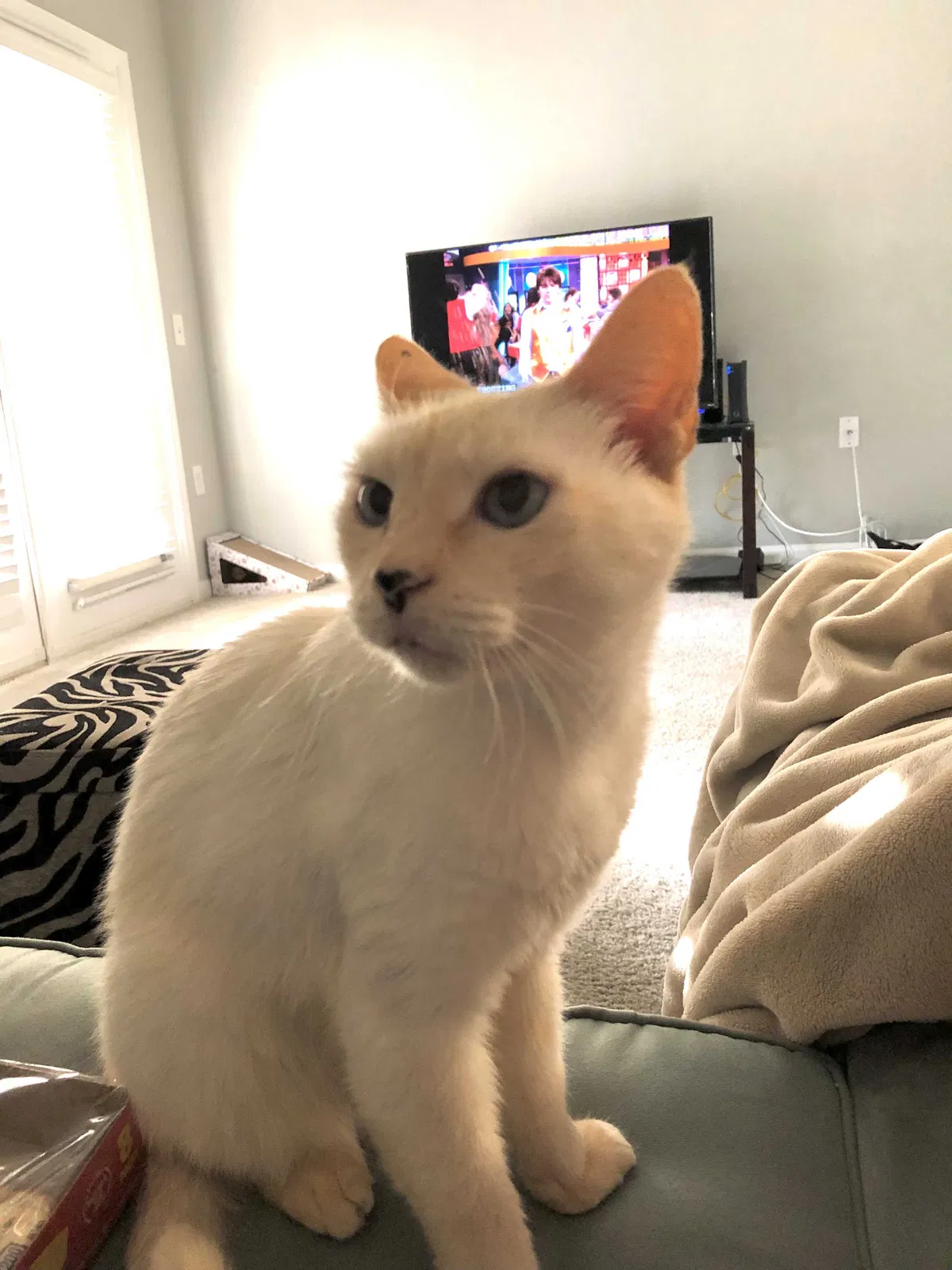 Lost cat in Clermont, FL, 34711