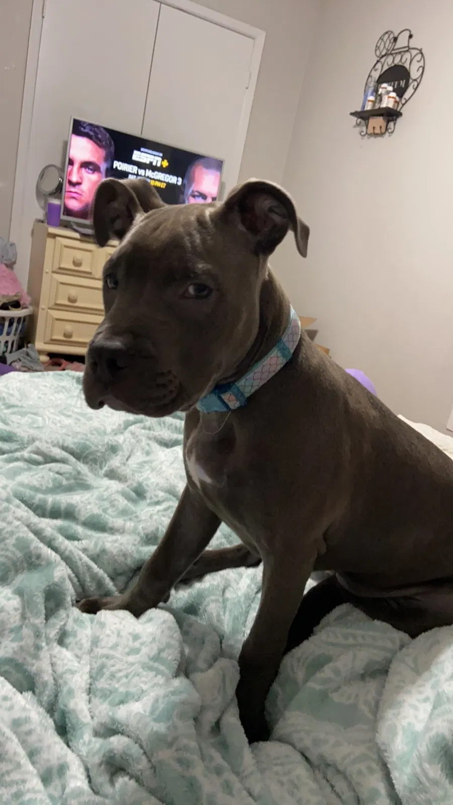 Lost dog in Fort Worth, TX, 76107