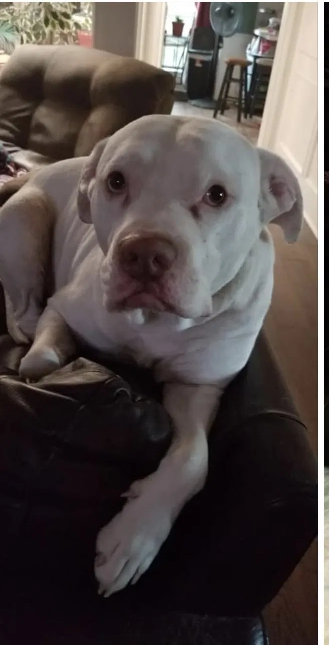 Lost dog in Plano, TX, 75075