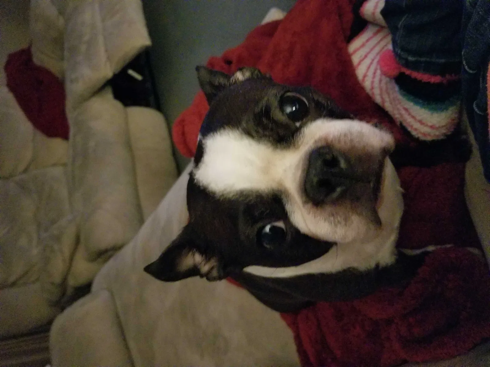 Lost dog in Spring, TX, 77388