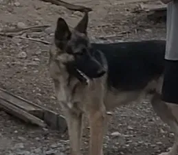 Lost dog in Phoenix, AZ, 85033