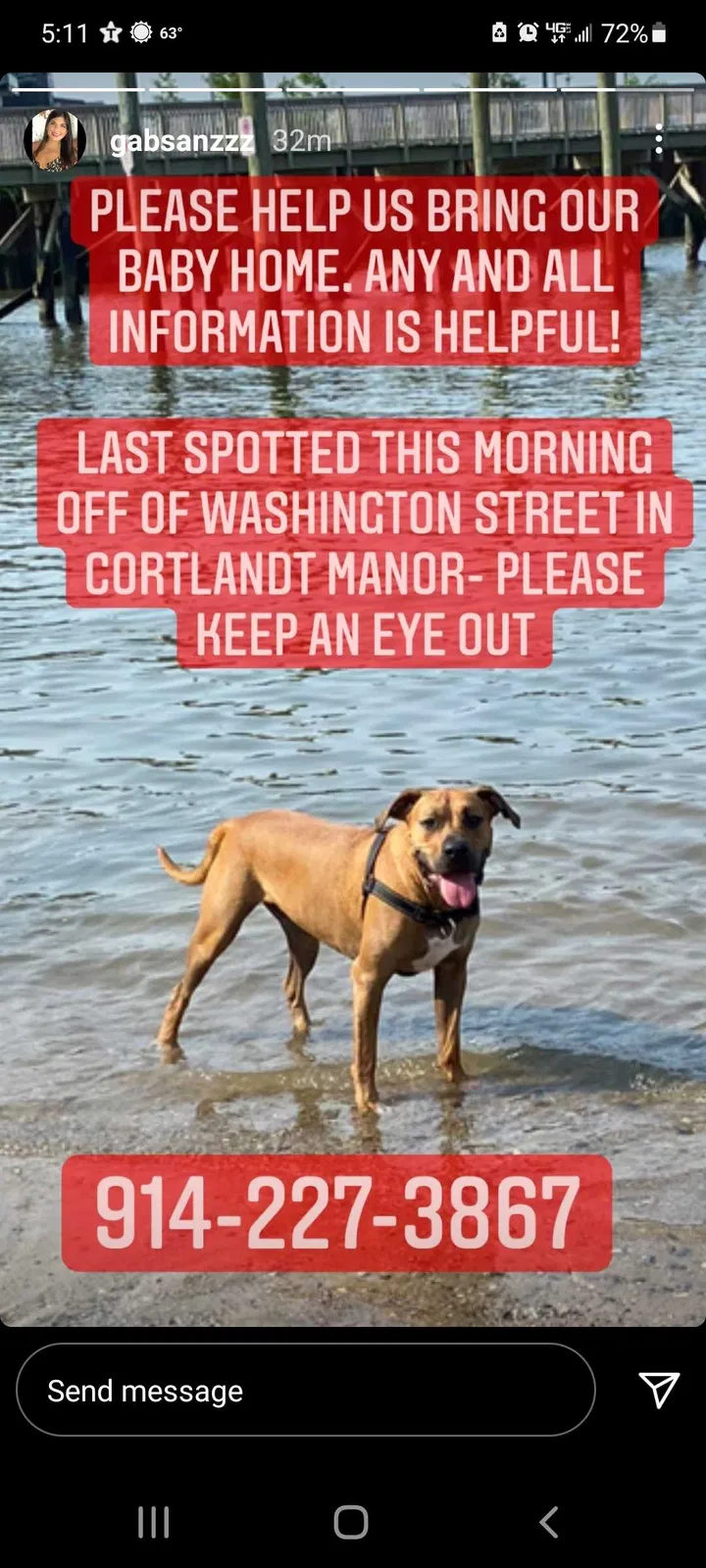 Lost dog in Cortlandt Manor, NY, 10567