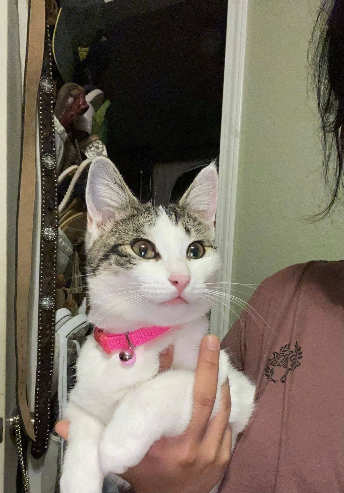 Lost cat in Alvarado, TX, 76009