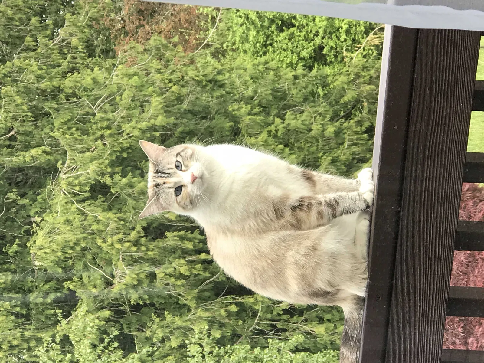 Lost cat in Portland, OR, 97236