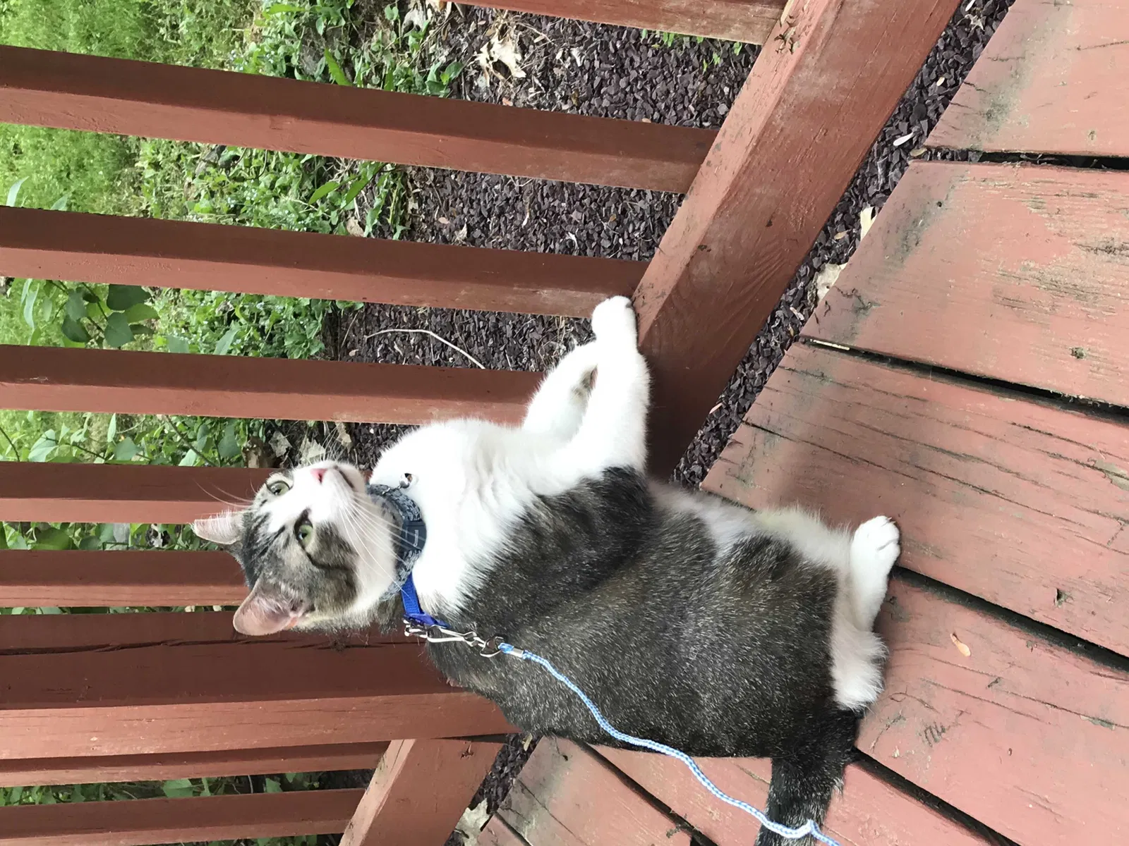 Lost cat in Wilkes Barre, PA, 18706