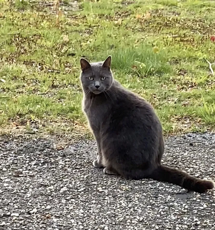 Lost cat in Ansonia, CT, 6401