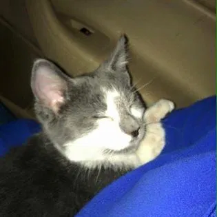 Lost cat in Liberty, MO, 64068