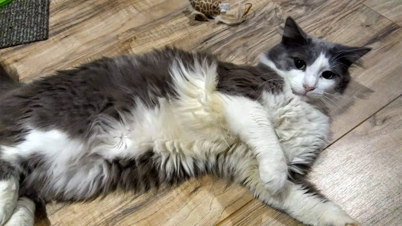 Lost cat in San Diego, CA, 92124