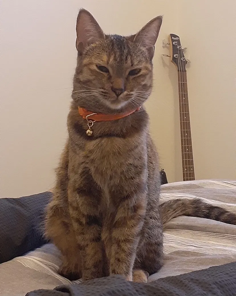 Lost cat in Phoenix, AZ, 85029
