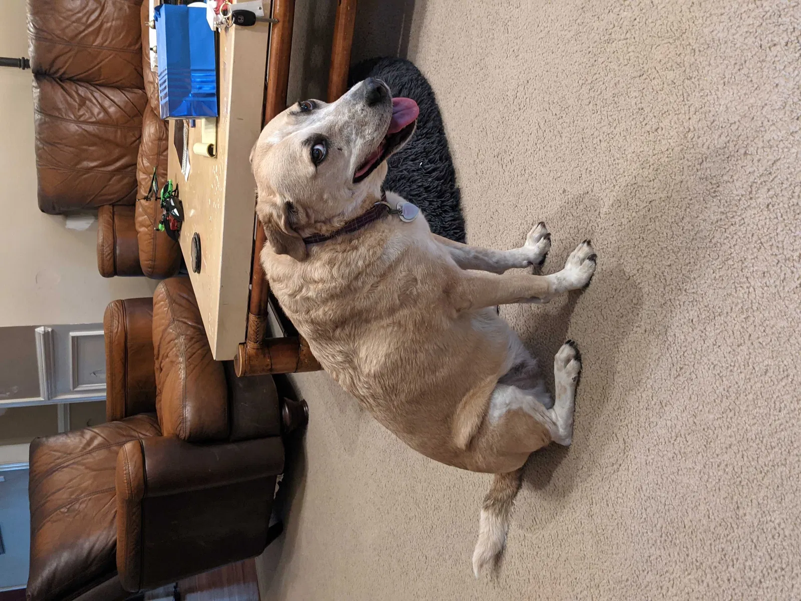 Lost dog in Columbia, SC, 29229