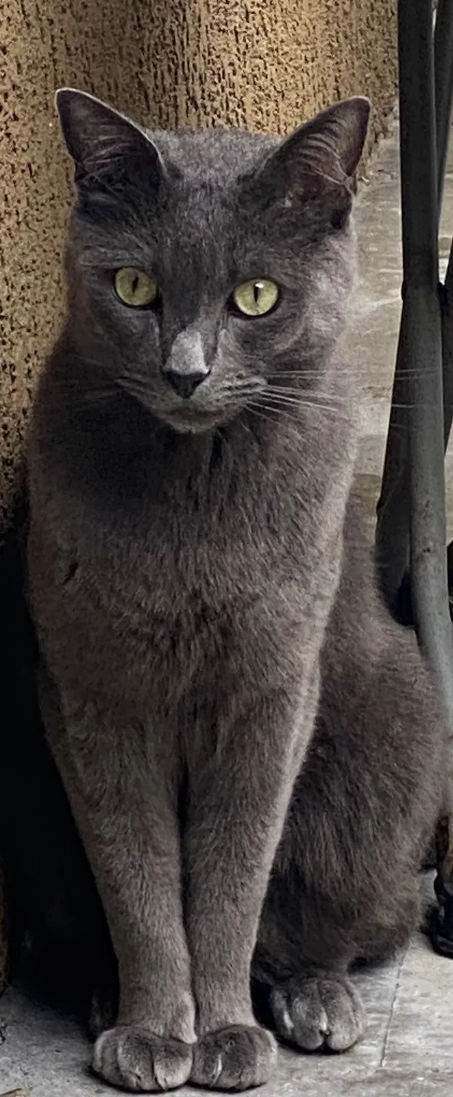 Lost cat in Aliso Viejo, CA, 92656
