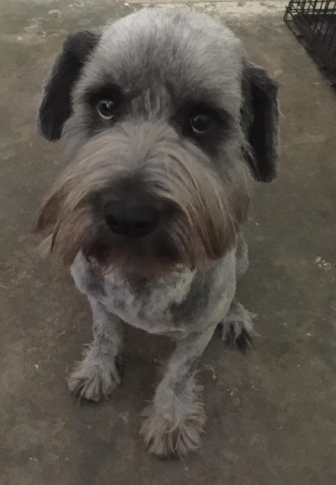 Lost dog in Dickinson, TX, 77539