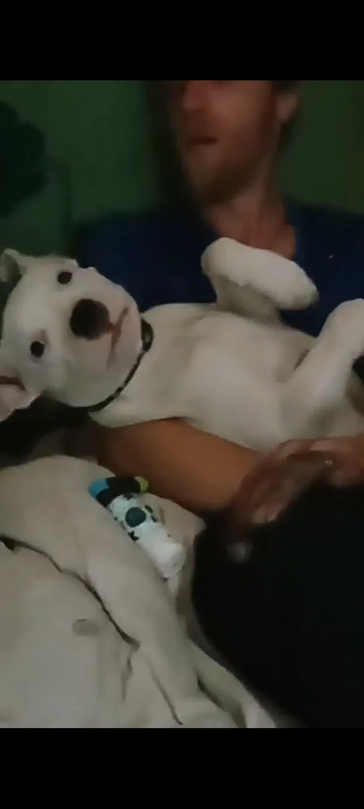 Lost dog in Sulphur, LA, 70663
