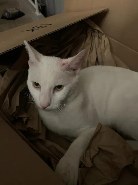 Lost cat in Temecula, CA, 92591