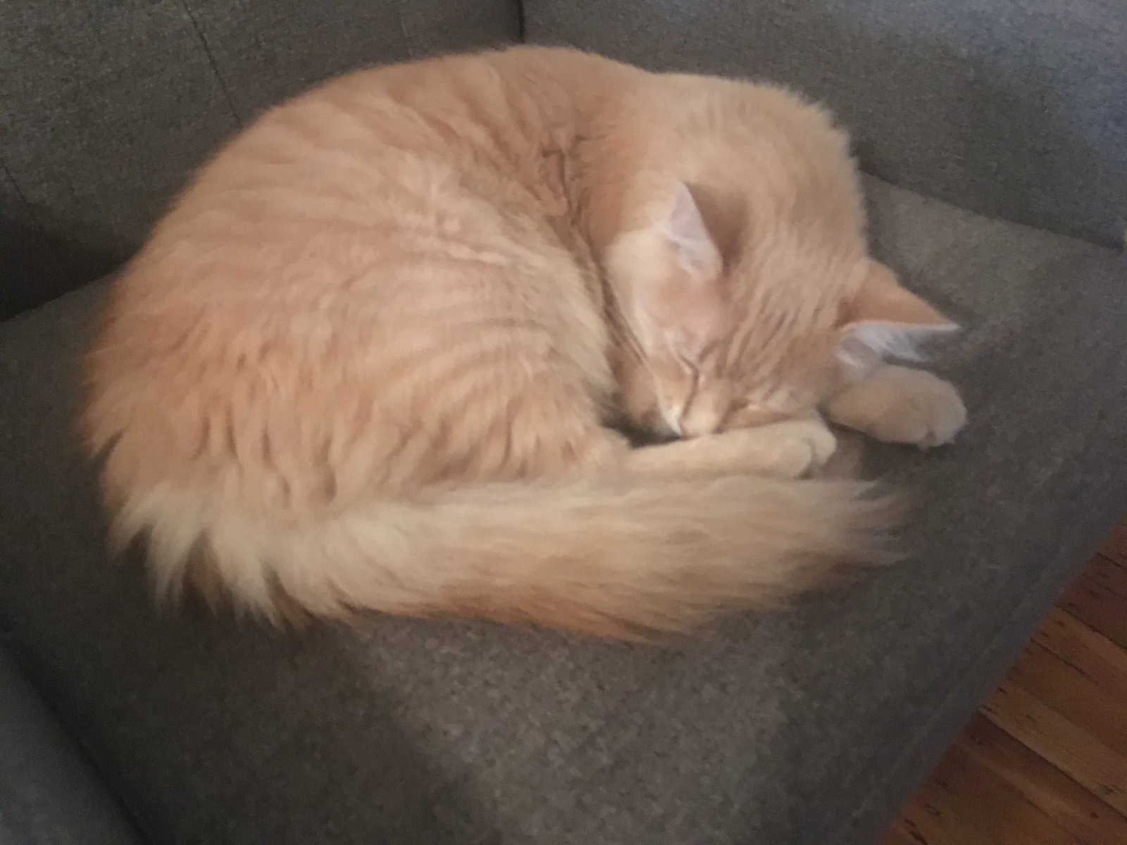 Lost cat in Philadelphia, PA, 19143