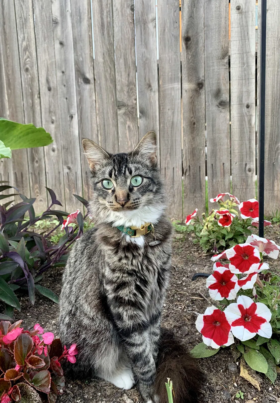 Lost cat in Spring, TX, 77373