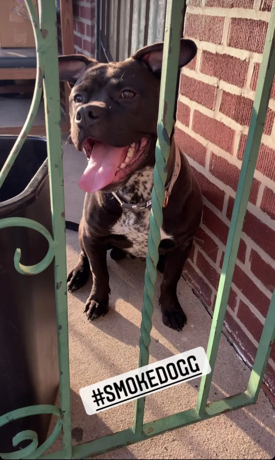 Lost dog in Philadelphia, PA, 19120