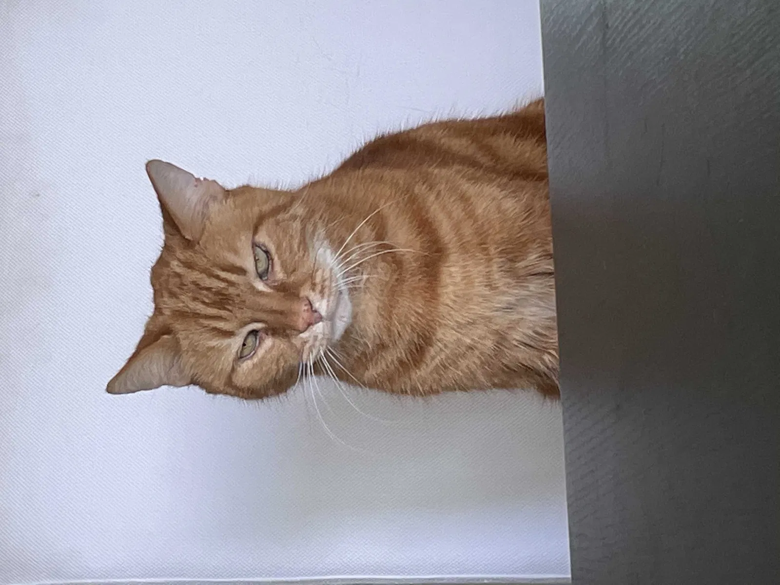 Lost cat in Holly Springs, NC, 27540