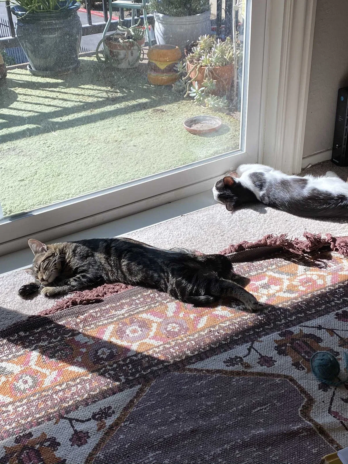 Lost cat in Sacramento, CA, 95822