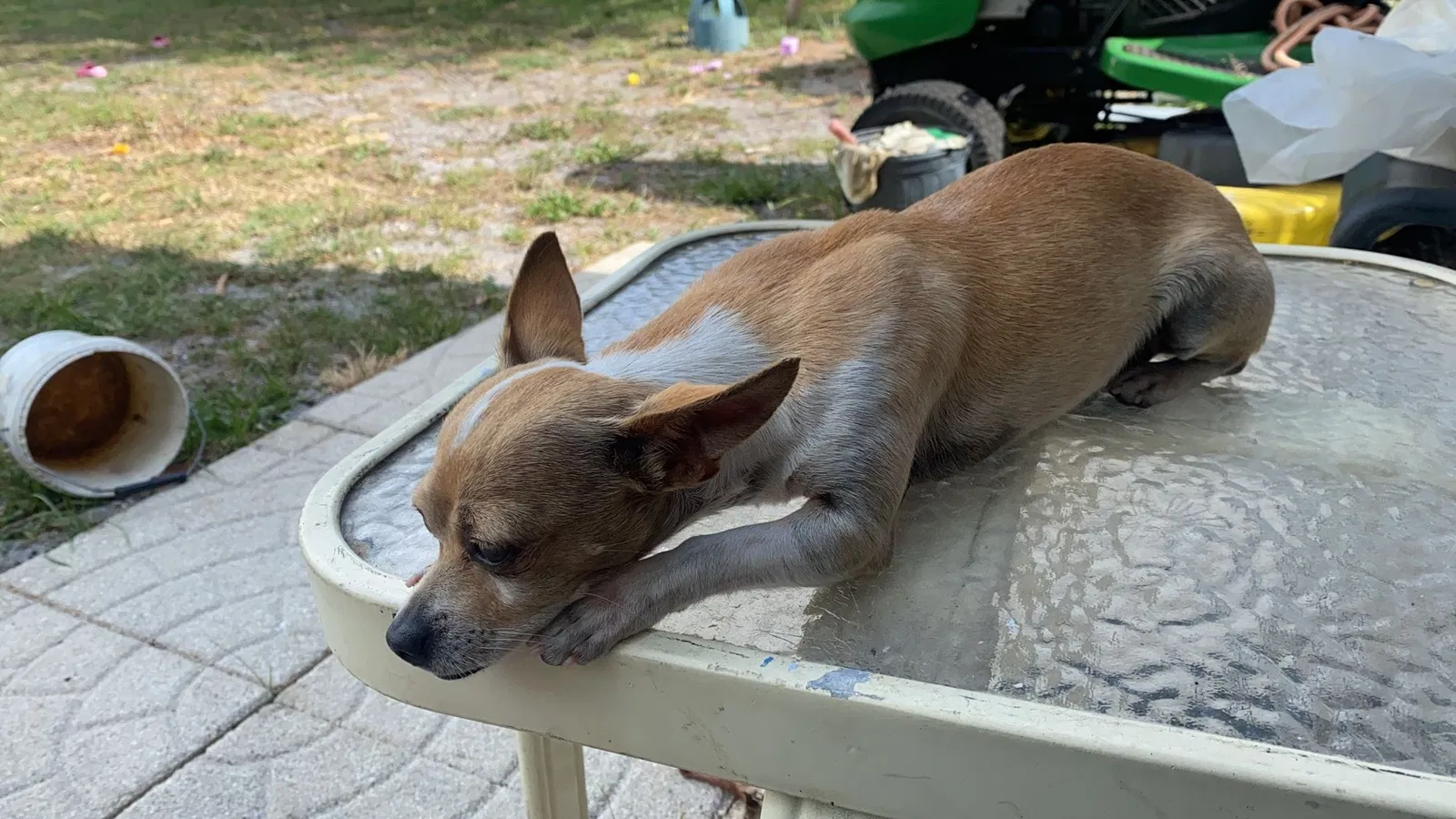 Lost dog in Lake Worth, FL, 33461