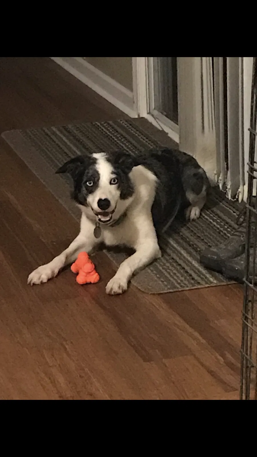 Lost dog in Saint George, SC, 29477