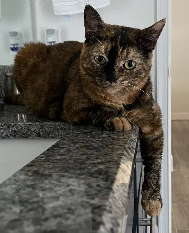 Lost cat in Cape Coral, FL, 33909