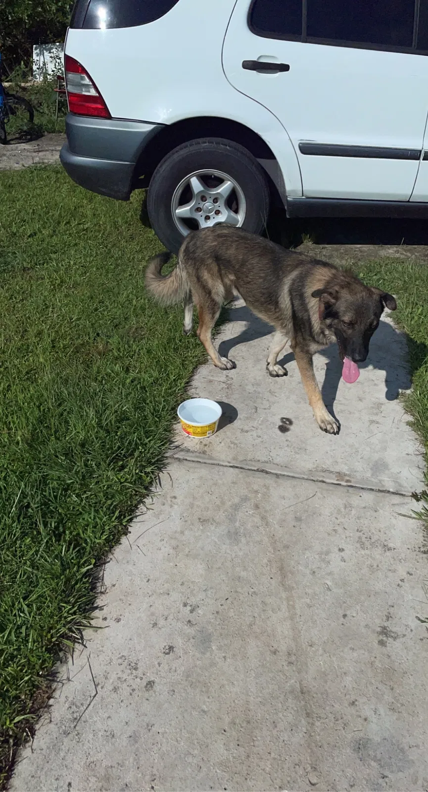 Found dog in Leland, NC, 28451