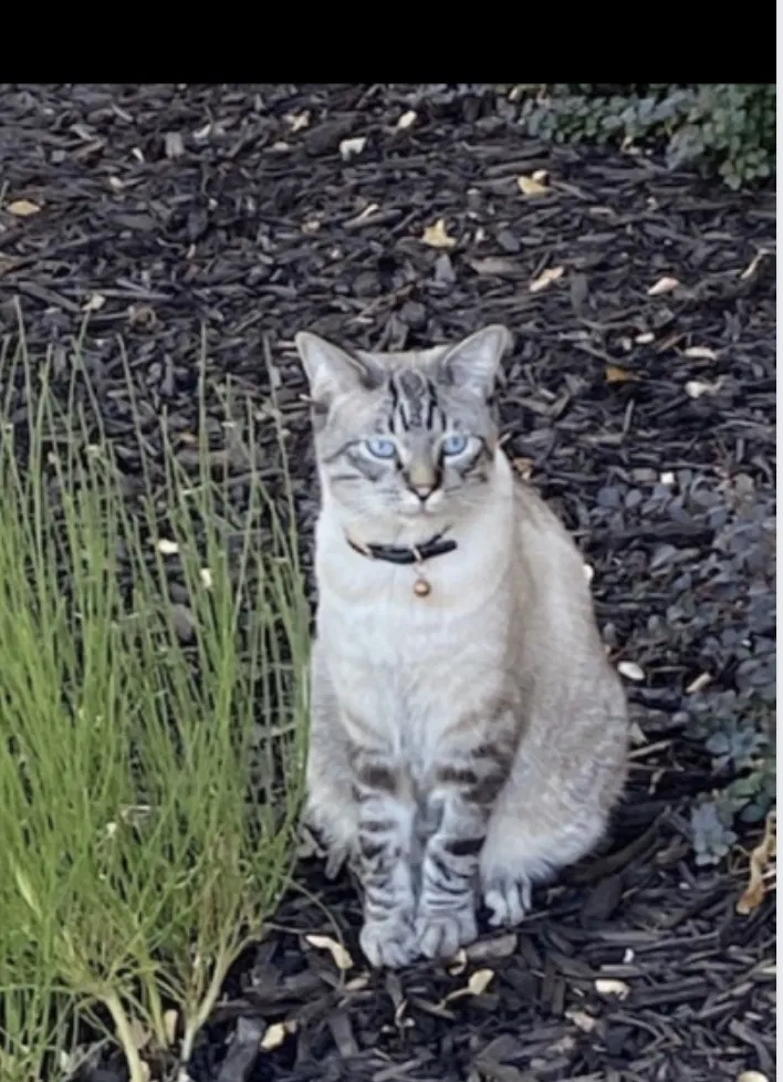 Lost cat in Salt Lake City, UT, 84121