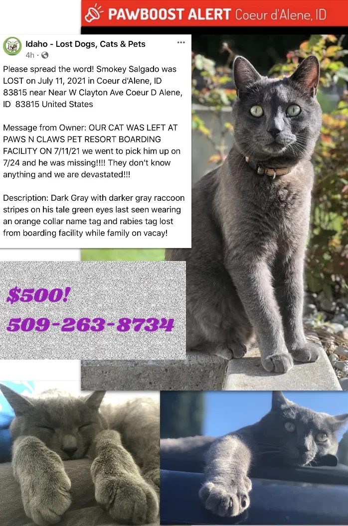 Lost cat in Coeur D Alene, ID, 83815