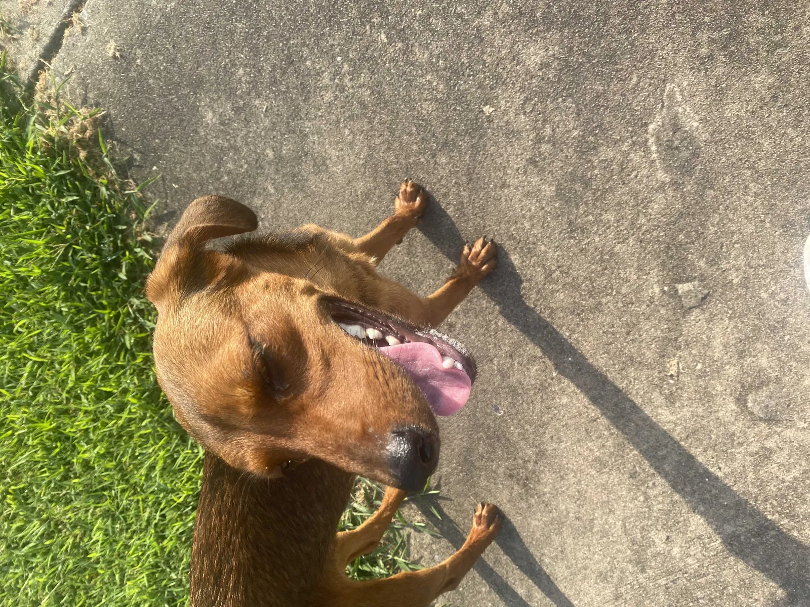 Found dog in Conway, AR, 72034