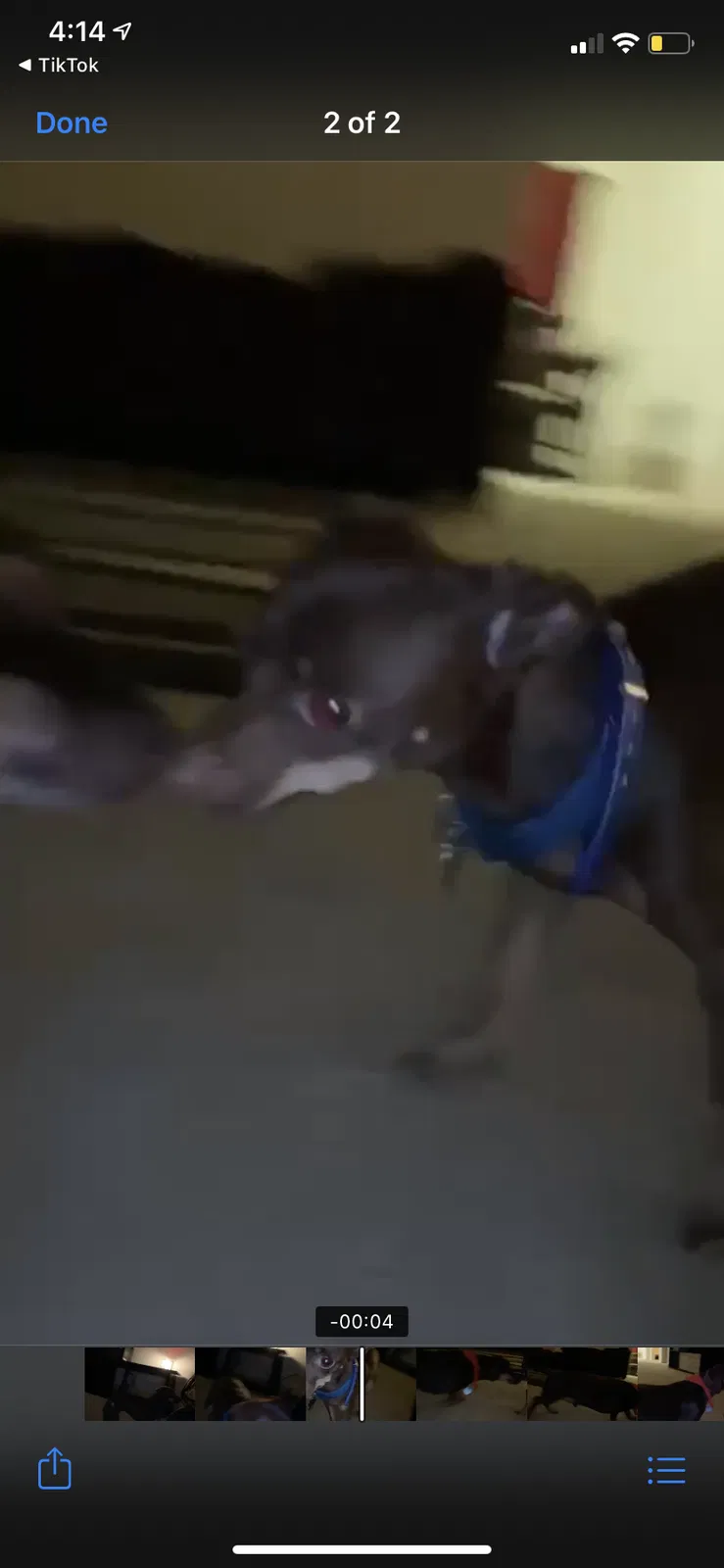 Lost dog in Queen Creek, AZ, 85142
