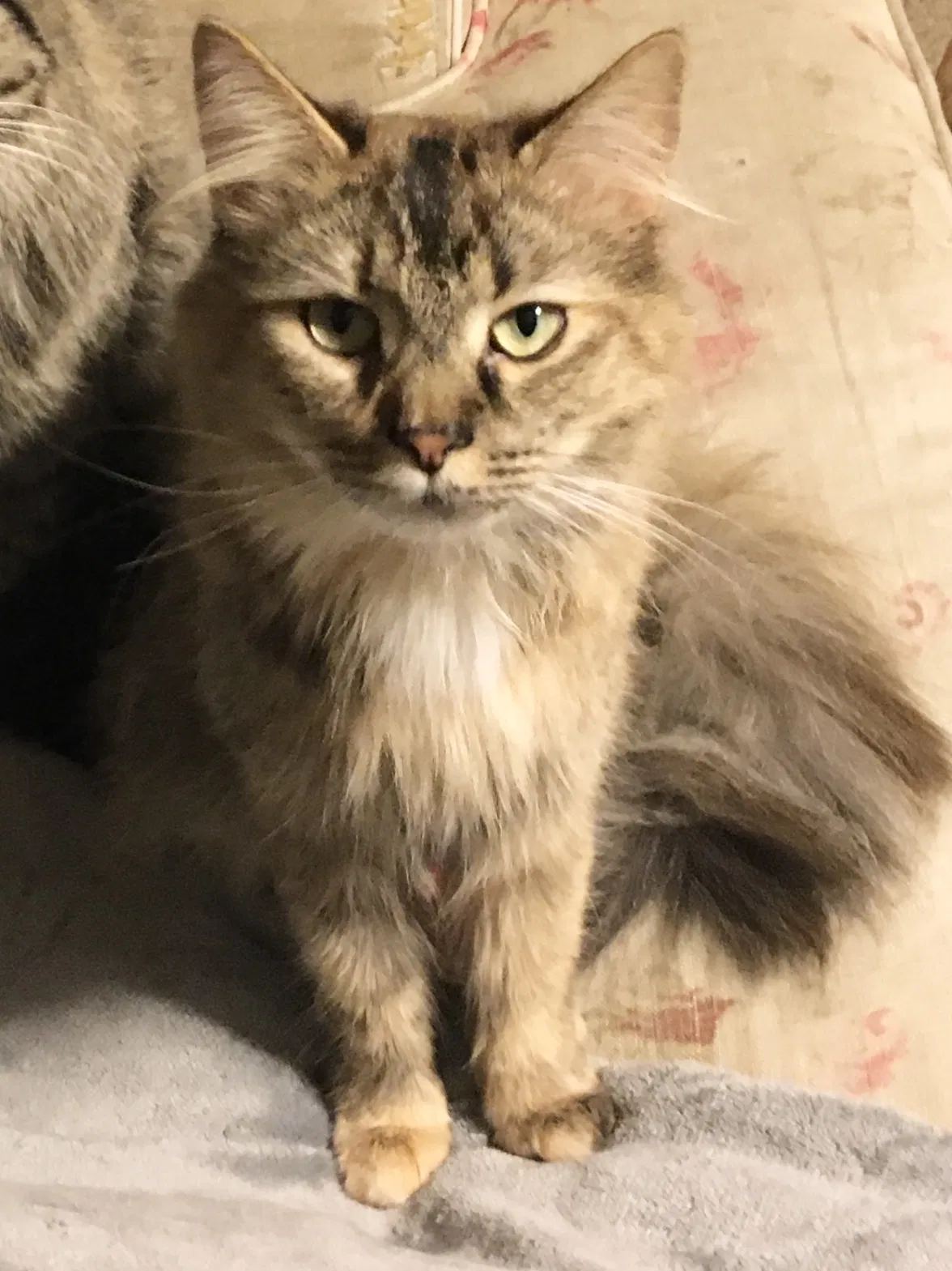 Lost cat in Hamburg, NY, 14075