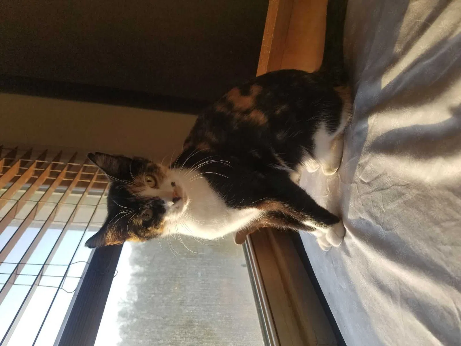 Lost cat in Cincinnati, OH, 45229