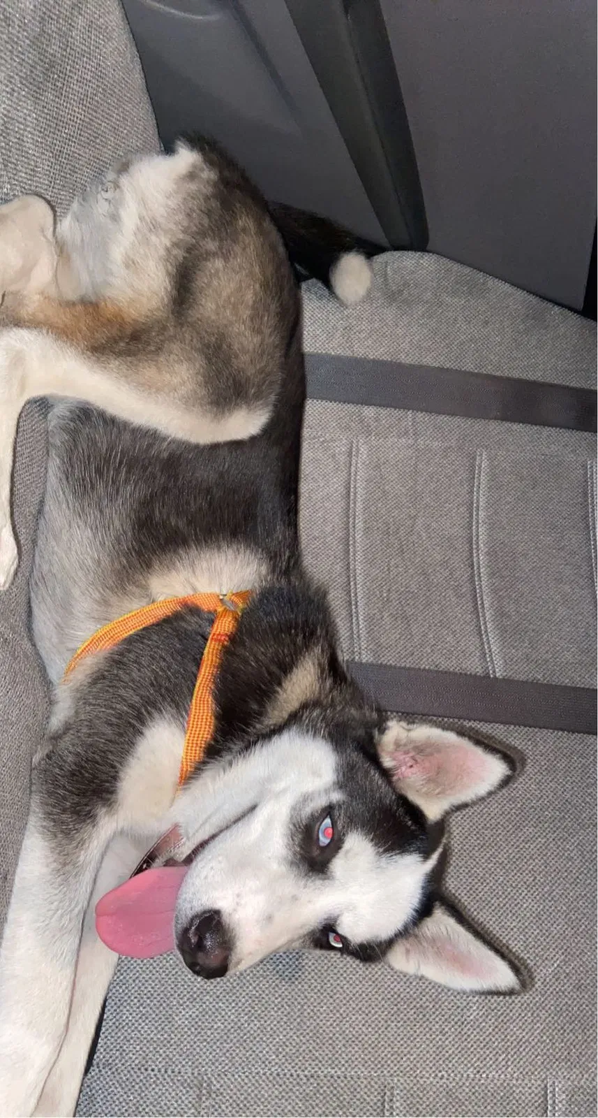 Lost dog in Ontario, CA, 91761